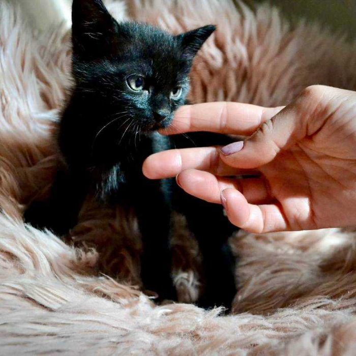 Подарявам домашно мъжко черно коте Ozzy