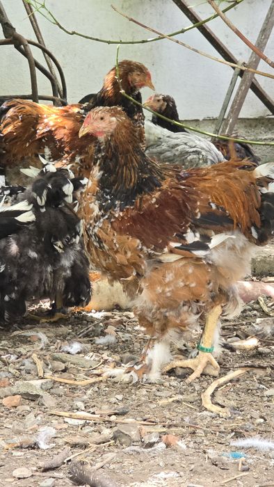 Pasari de rasa tineret și adulte