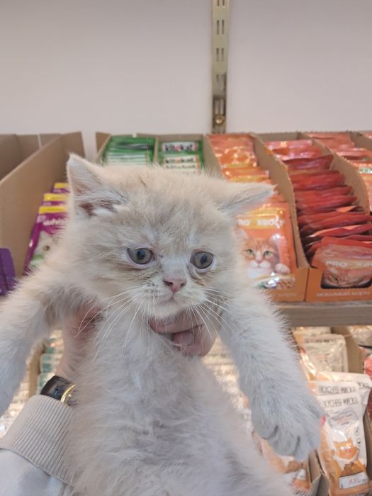 Mushuk strait toza zot