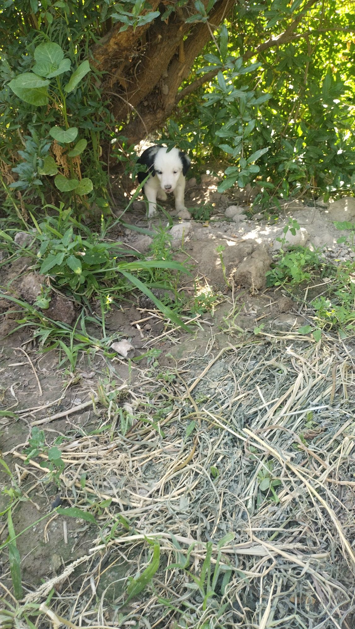 3 it bolalari urg'ochi , erkaki qolmadi.