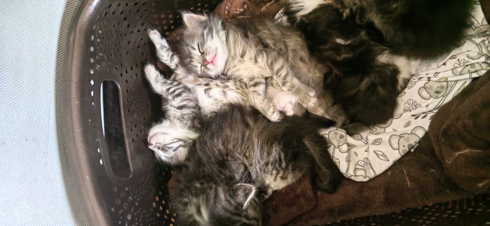 Подарявам Пухкави котета