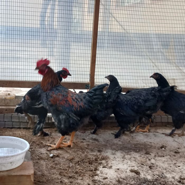 Bahorgi Yosh xonaki tovuq va Xo'rozlar sotiladi