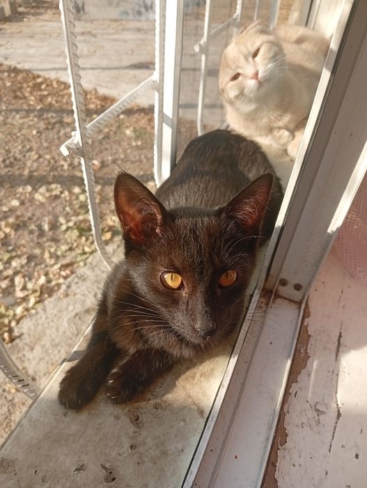 Отдаю Бесплатно Сергели