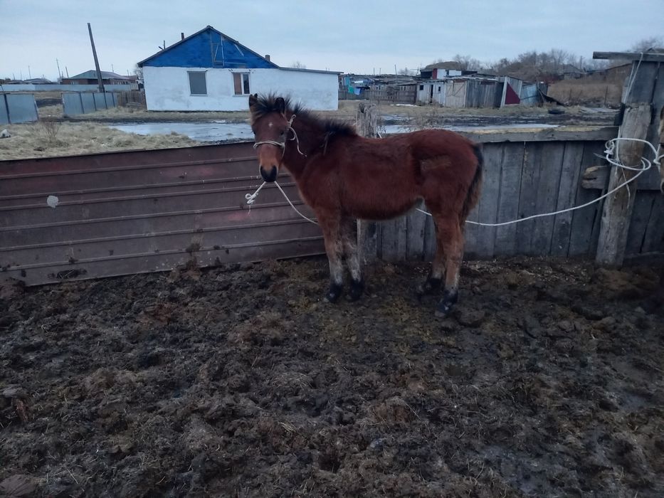 Жабыгылар сатлады ұргашы
