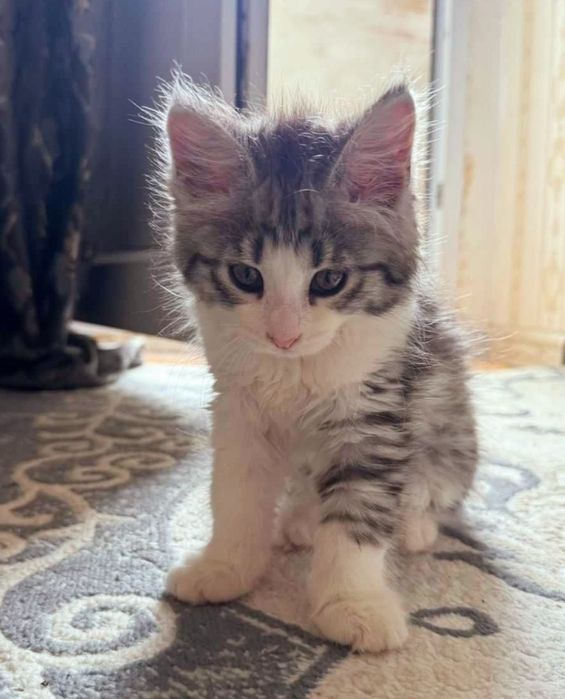Возьму котёнка мальчика
