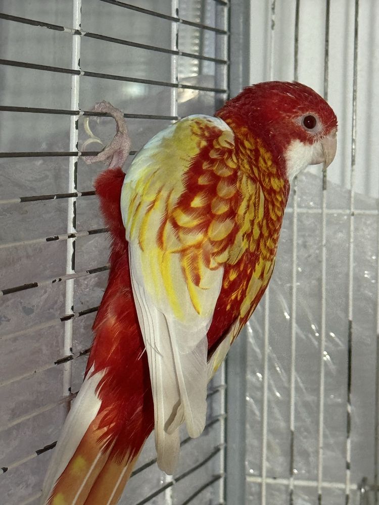 Papagal Micul Alexandru si Rosella