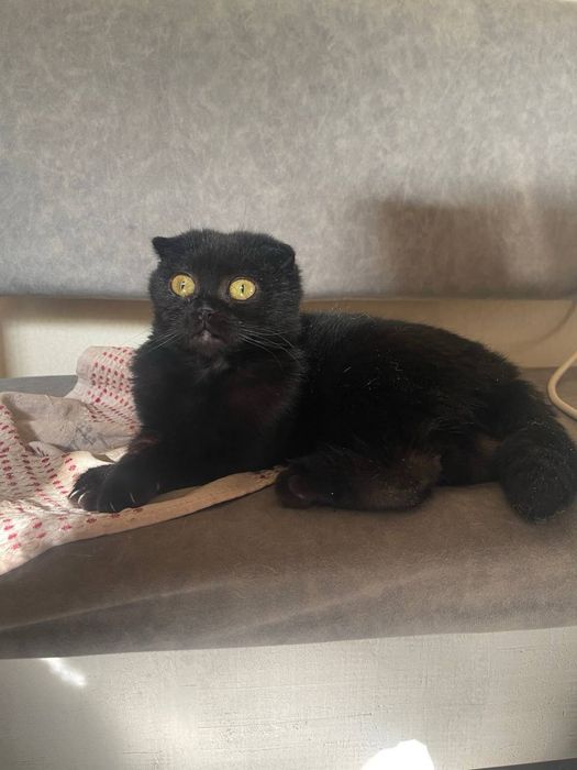 Шотландская вислоухая кошечка, 3–4 месяца — ищет дом. Ташкент