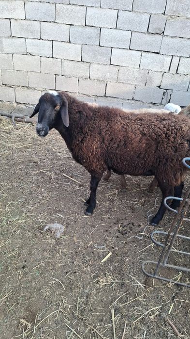 Саулық койлар буаз