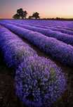 Lavanda guli sotuvda