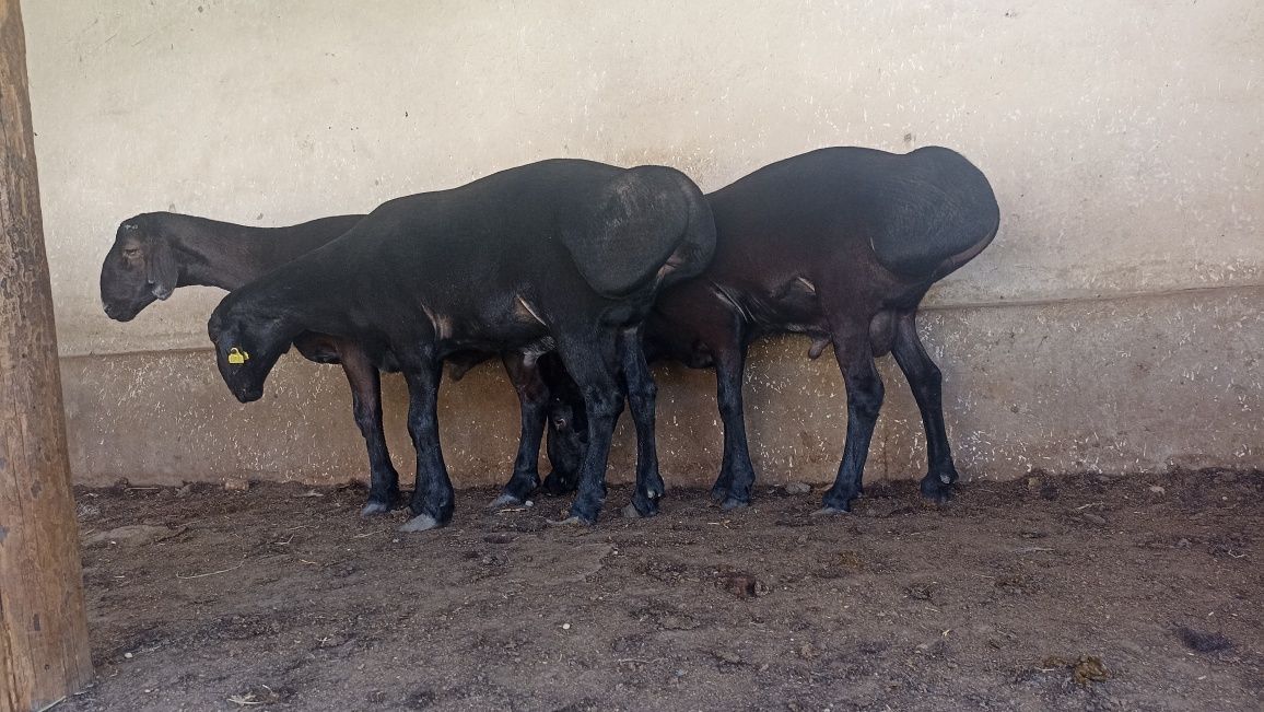 Qora hisori qo'chqorlar 80kg dan 120 Продается большие барабаны