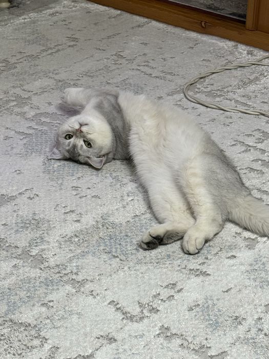 Ищем даму этому очаровательному котику
