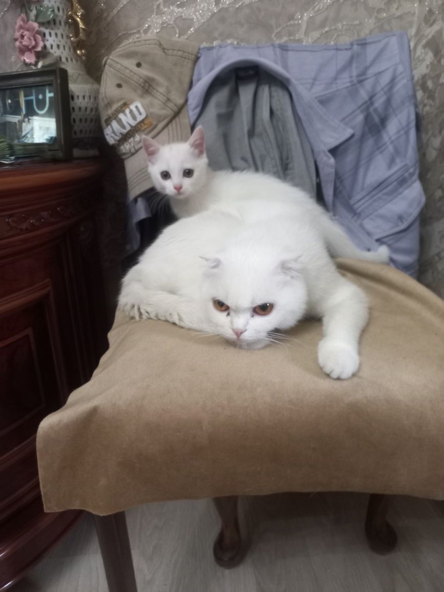 Котёнок страйт  продам  100000