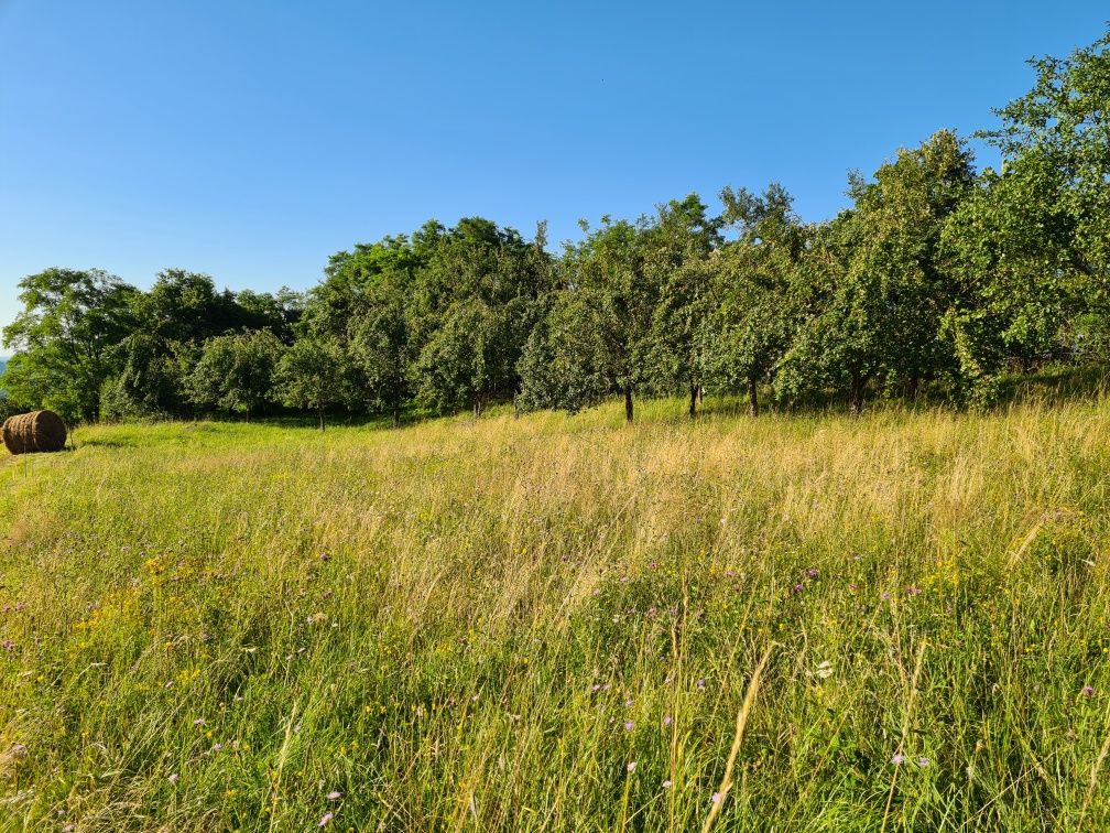 Teren intravilan-Căraci (Baia de Criș) HD