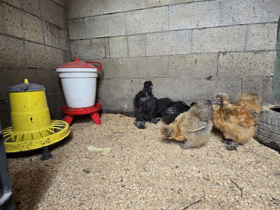 Оплодени яйца от копринки