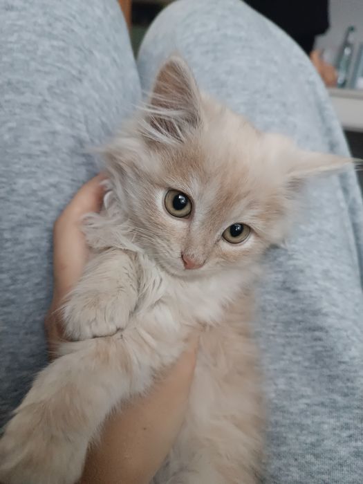 Котенок мальчик бесплатно