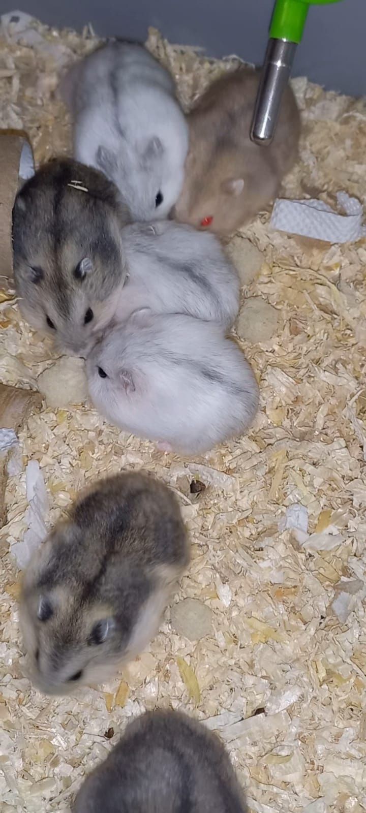 Hamsteri Siberieni