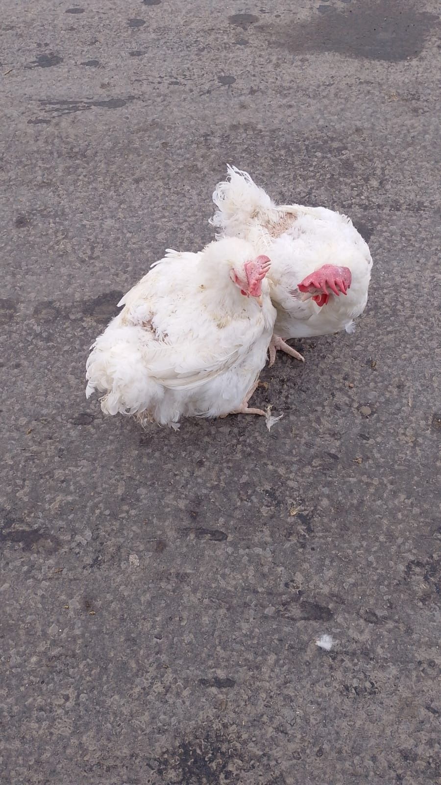 Păsări tinere de oua