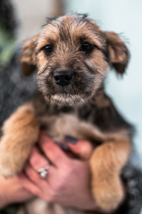 Щенки в добрые руки