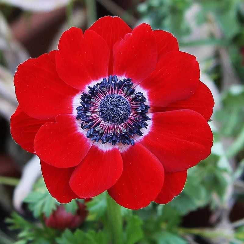 Bulbi de anemone la numai 14 lei/pachet cu 10 bulbi diferiti