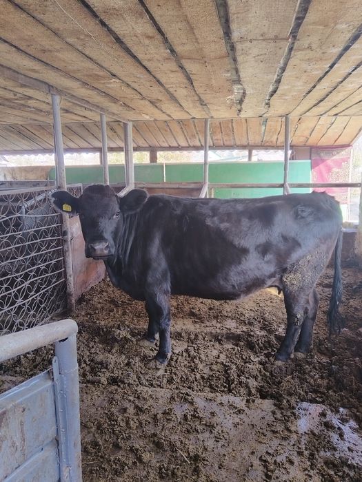 Продается корова