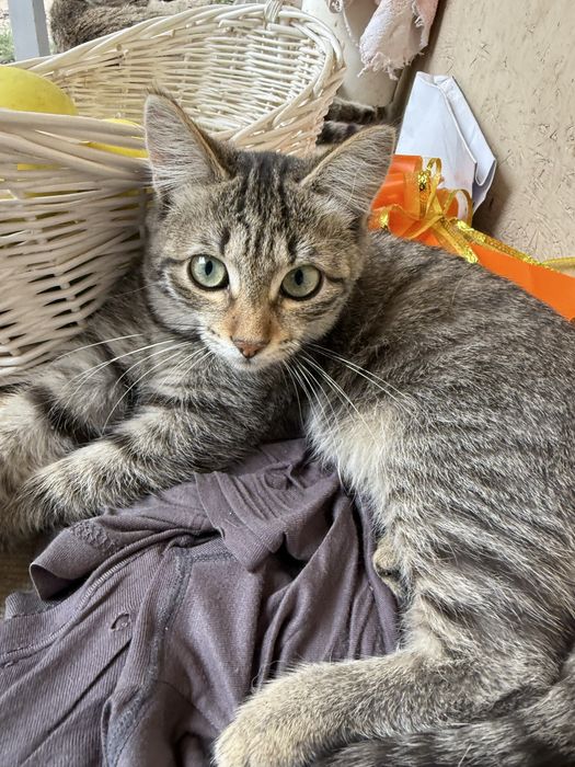 Отдам кошечку в хорошие руки