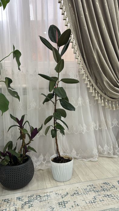 Замиокулькас растение комнатное