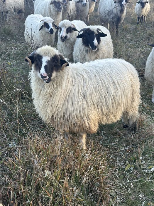 Berbeci brezi foarte frumosi