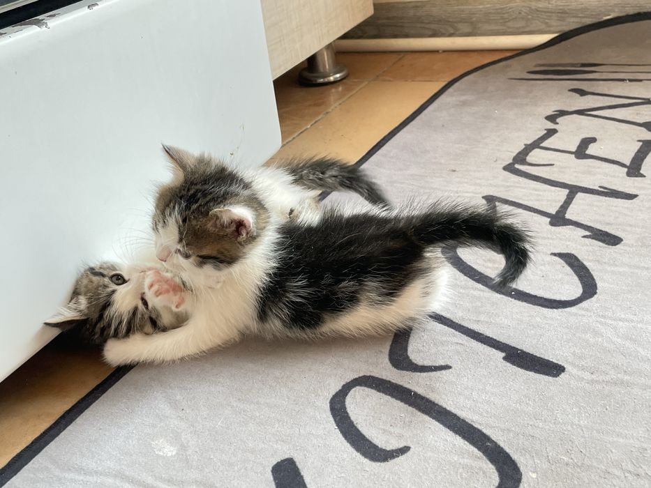 Persidiskiy mushuk  bolalari