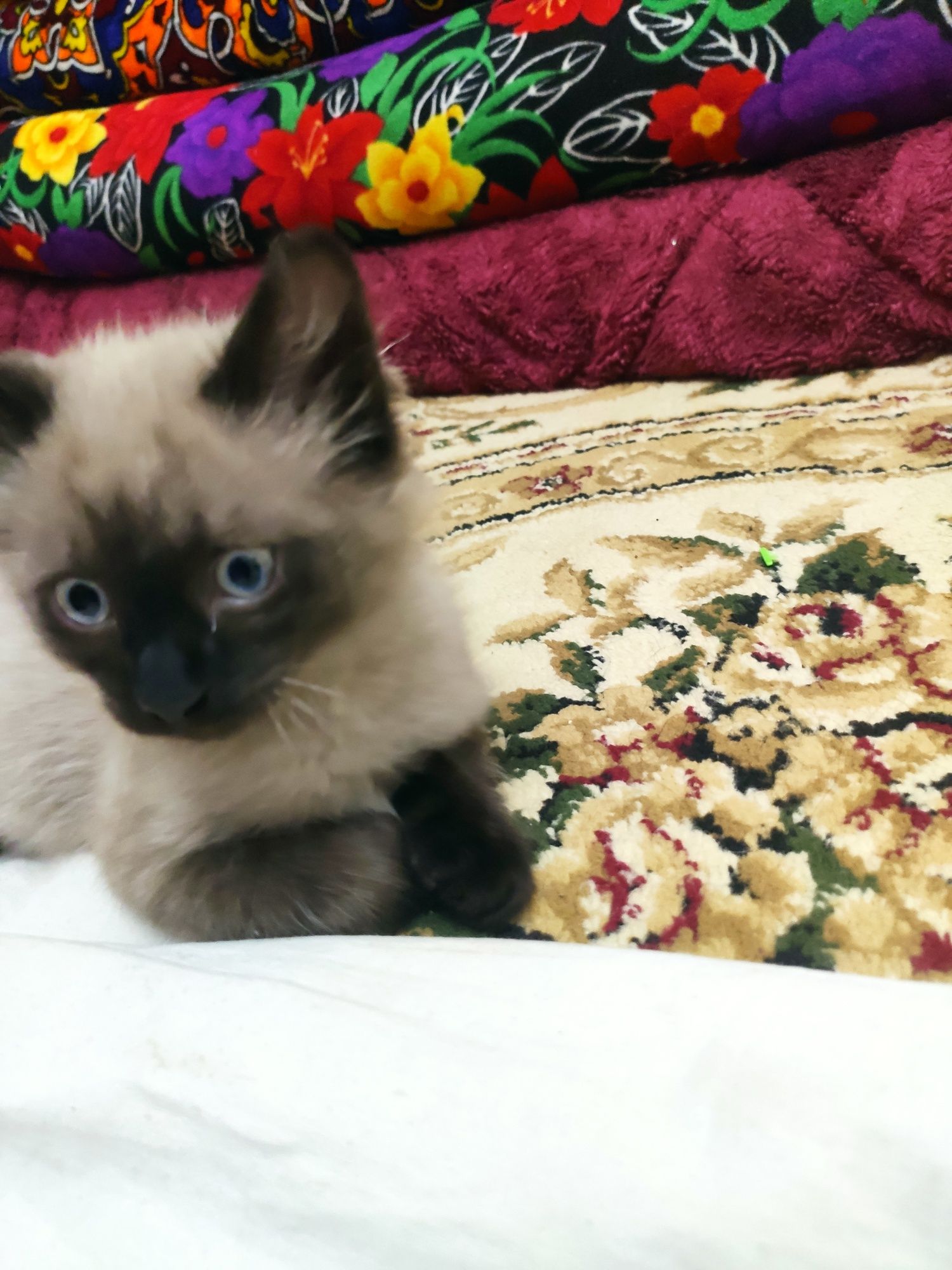 Сиамский котёнок мальчик 1.5 месяца