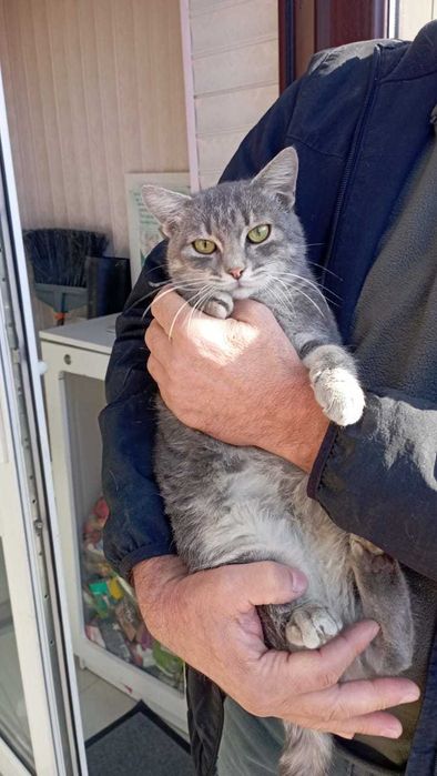 Кошечка, около года . Бесплатно