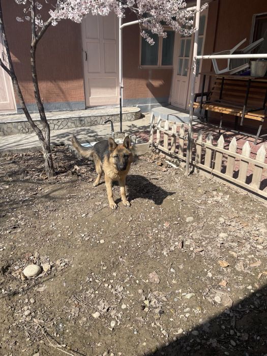 Срочно продается Немецкая овчарка девочка