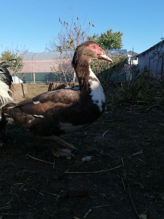 Rate mute ciocolatiu cu alb