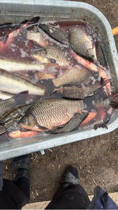 Карась стандарт 1 кг 600 тг