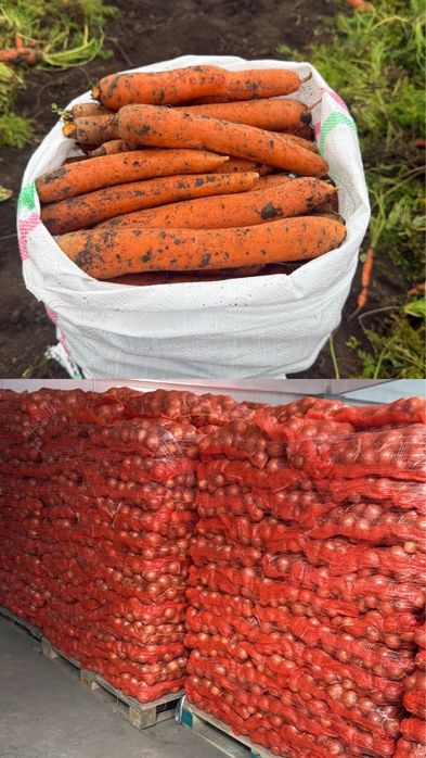 Ceapă si Morcov de vanzare