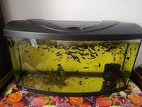Acvariu Diversa 100 l curbat capac neon