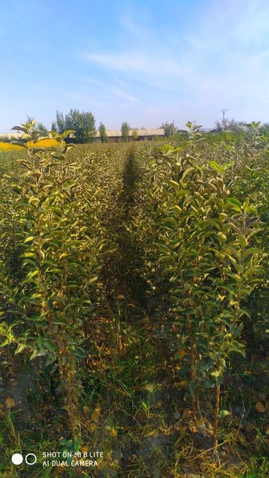 Mevali koʻchatlar sotiladi Samarqanda