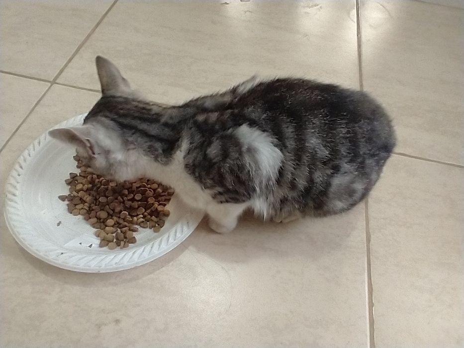 Ofer spre adopție 2 pisici băieței