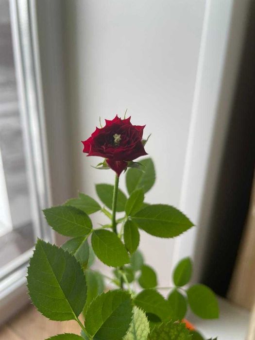 Роза комнатная красная