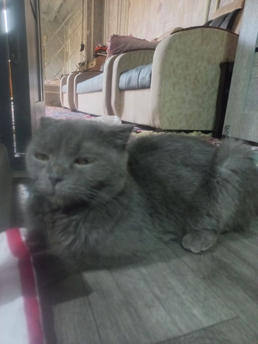 Biritaniskiy mushuk bolalari