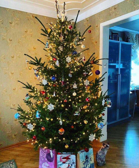 Елка новогодняя в горшке, ель живая, купить живую елку доставка Алматы