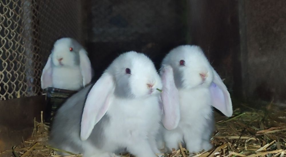 Fransuzkiy makfi quyon bolalari sotuvda