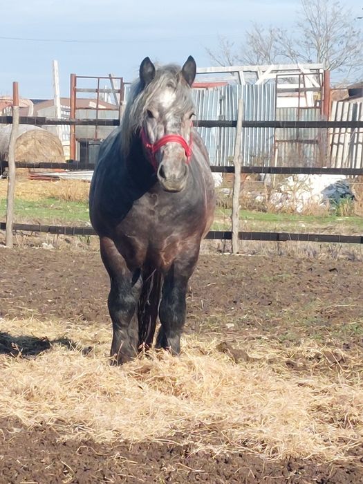 Armasar sur de 3 ani pentru monta.