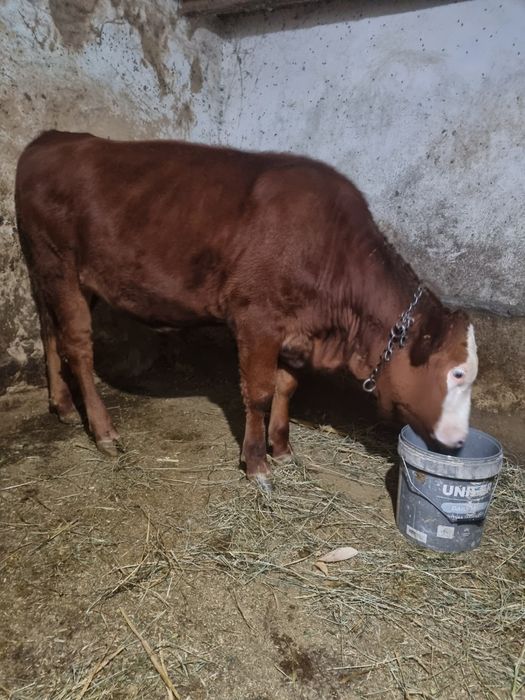 Vand vitea bună d ținut