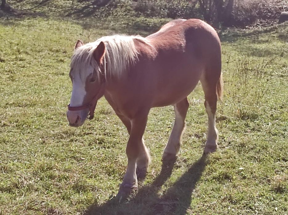 Mânz șarg de 1an și 4 luni