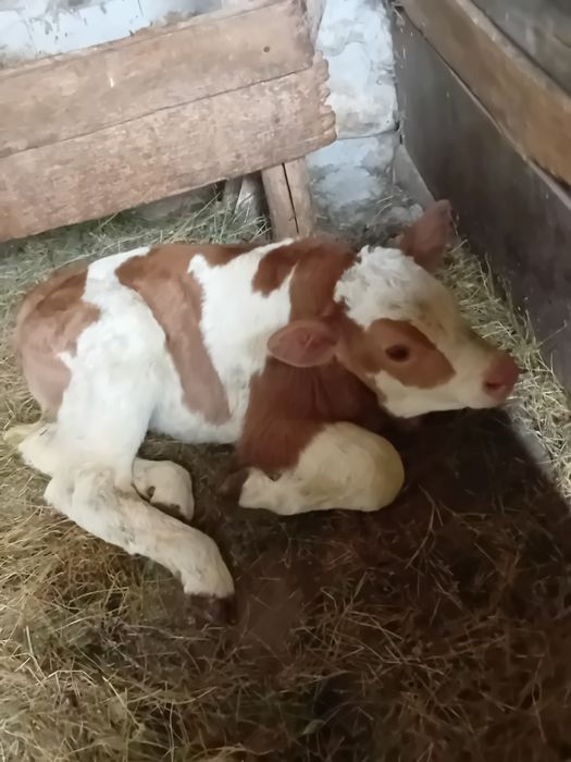 Vând vițeaa bălțată românească