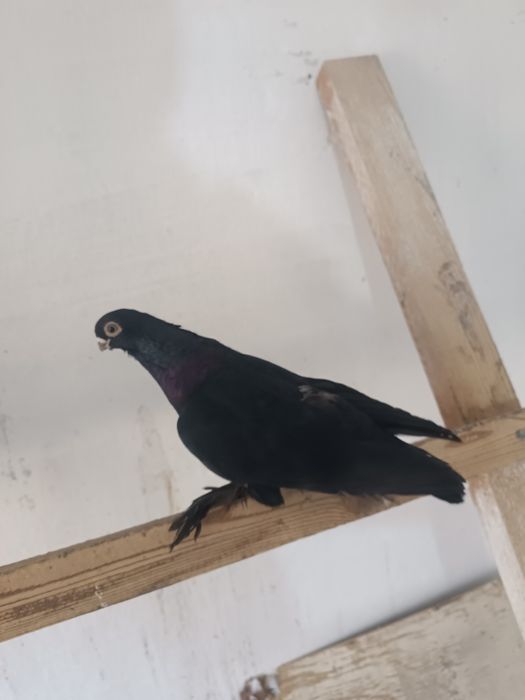 Кептер. Голуби. Кус