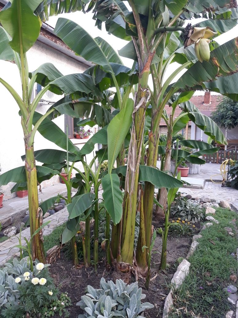 Бананова палма , Банан