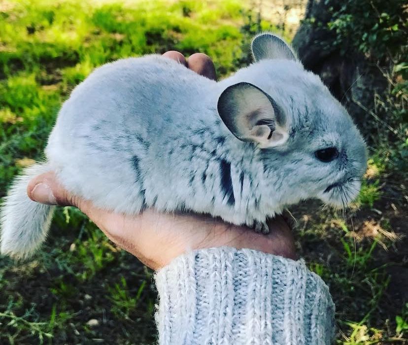 Pui chinchilla șinșila cincila