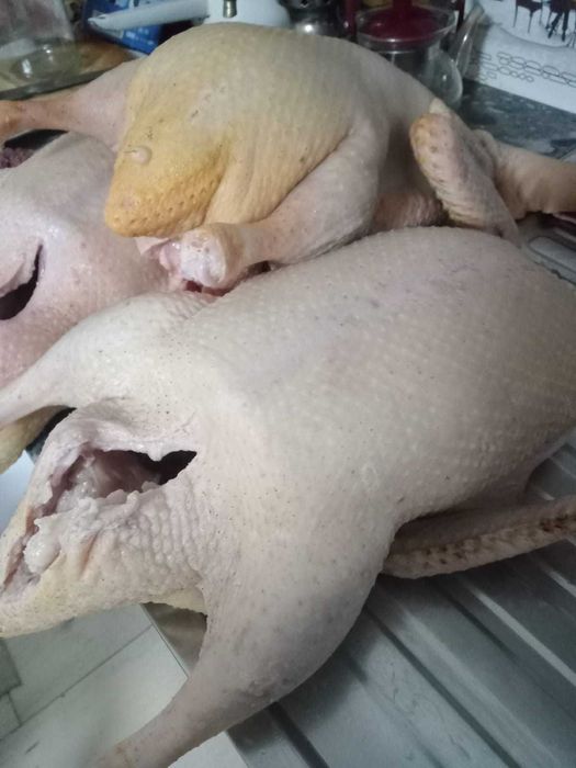 Продам домашних гусей, уточек