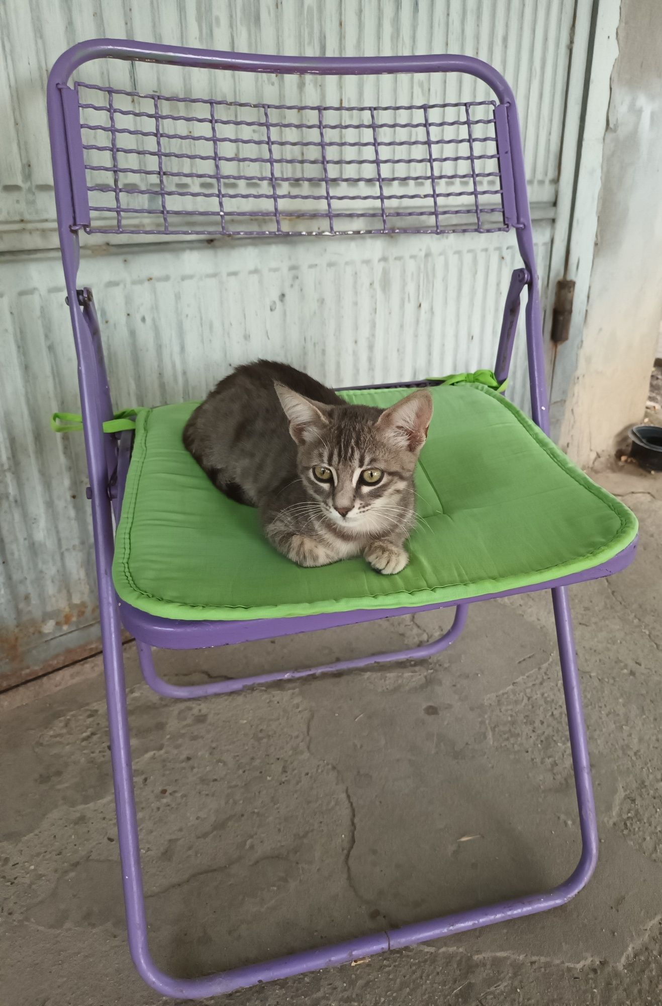 Подарявам малко котенце